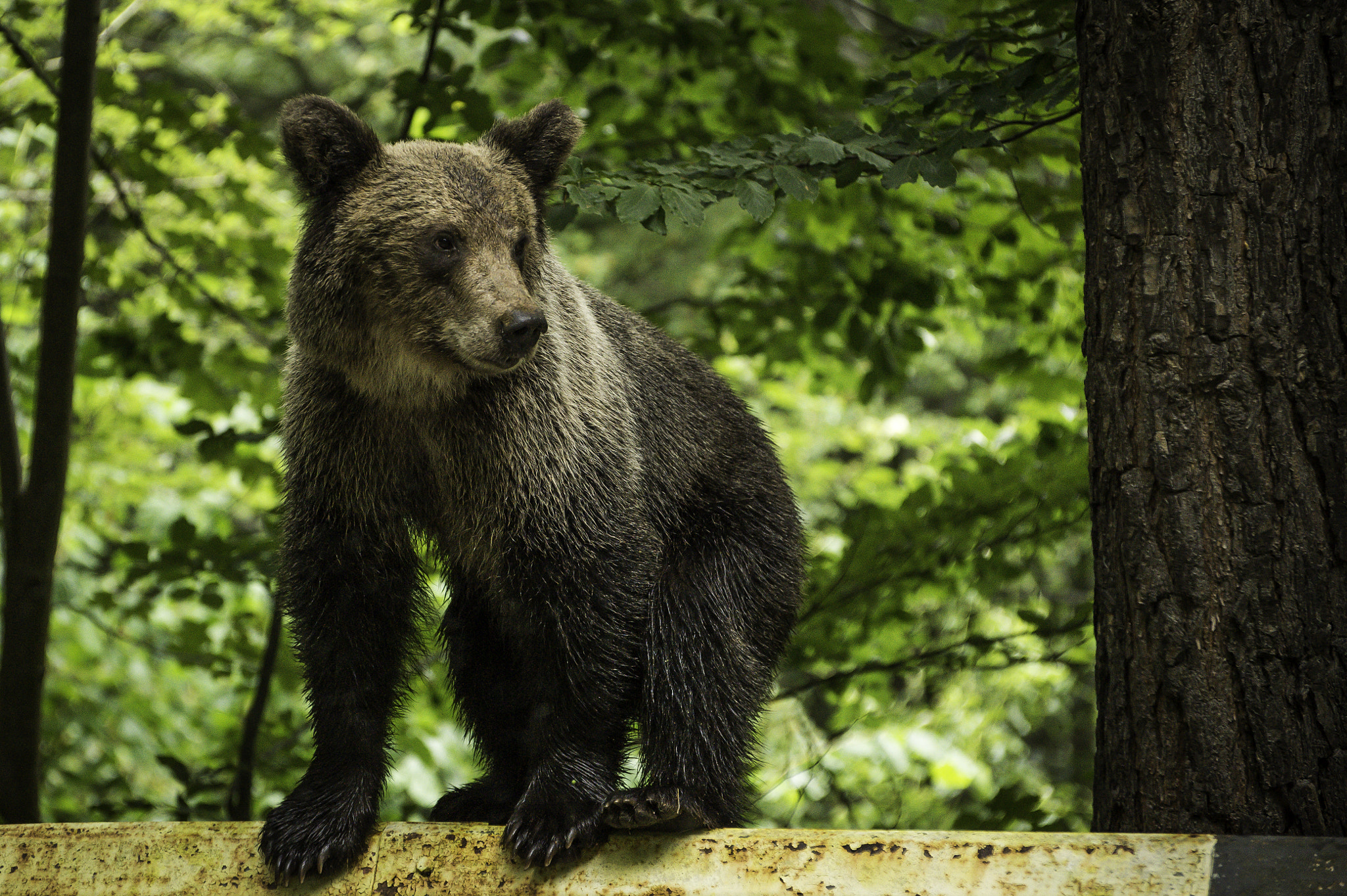 Nikon Df sample photo. Wildlife in the wild photography