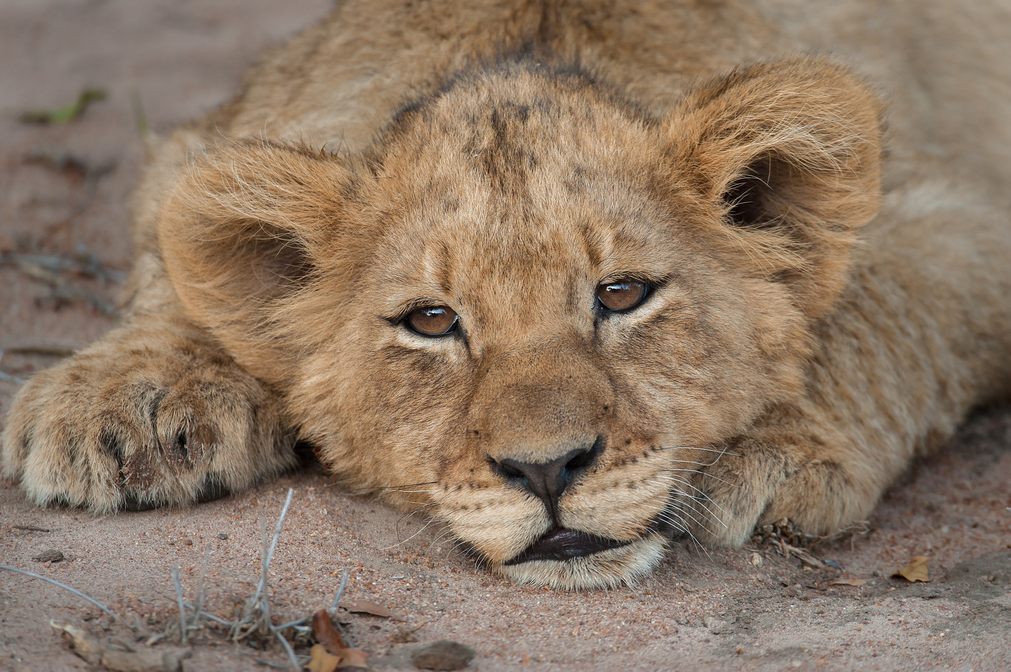 Sigma 150-600mm F5-6.3 DG OS HSM | S sample photo. Sleepy lion cub photography