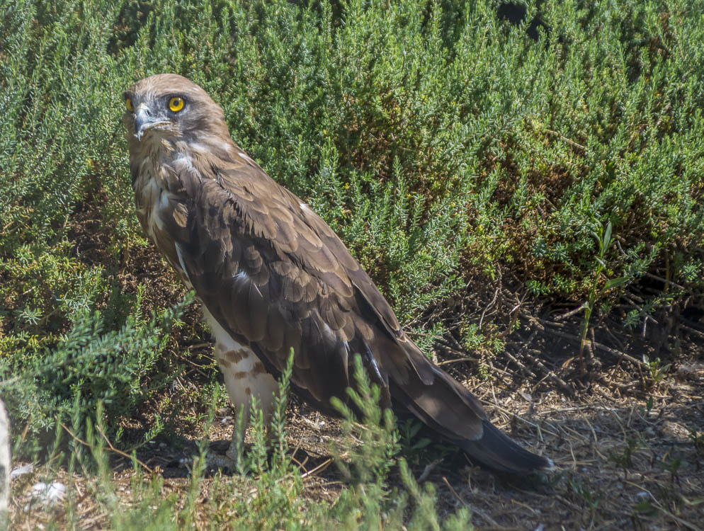 Pentax smc DA 55-300mm F4.0-5.8 ED sample photo. Rapace en captivité photography