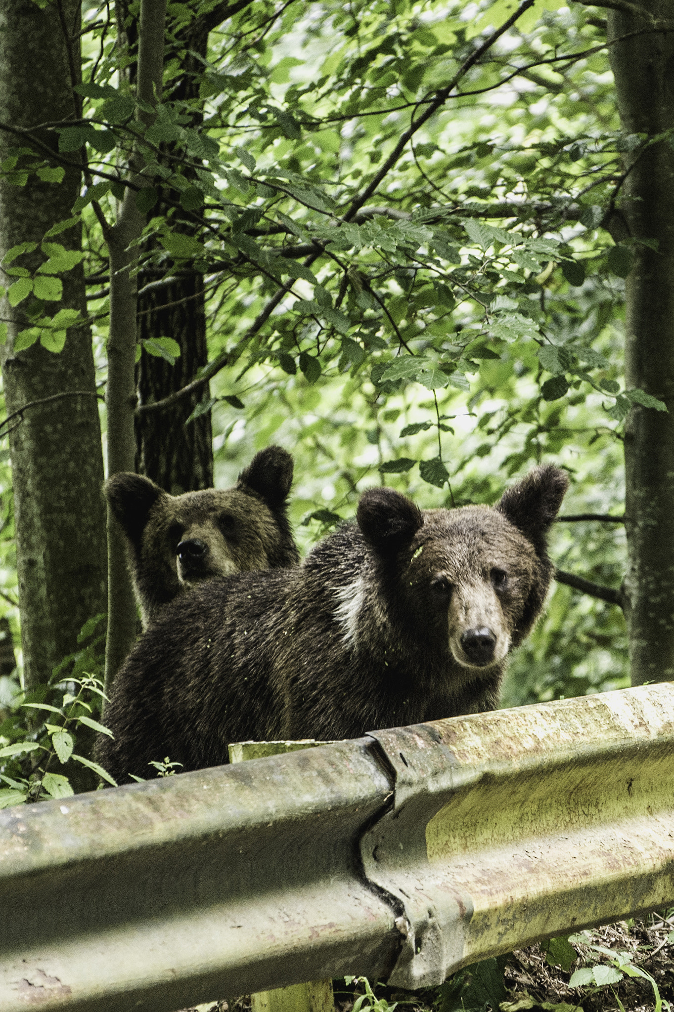 Nikon Df sample photo. Wild bears photography