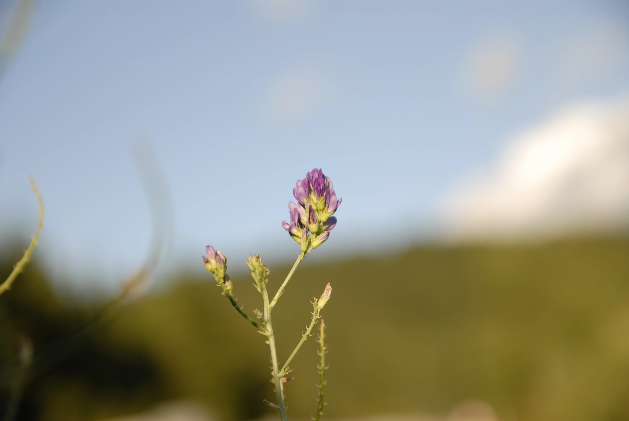Sigma 17-70mm F2.8-4 DC Macro OS HSM sample photo. Fiorellino in collina photography