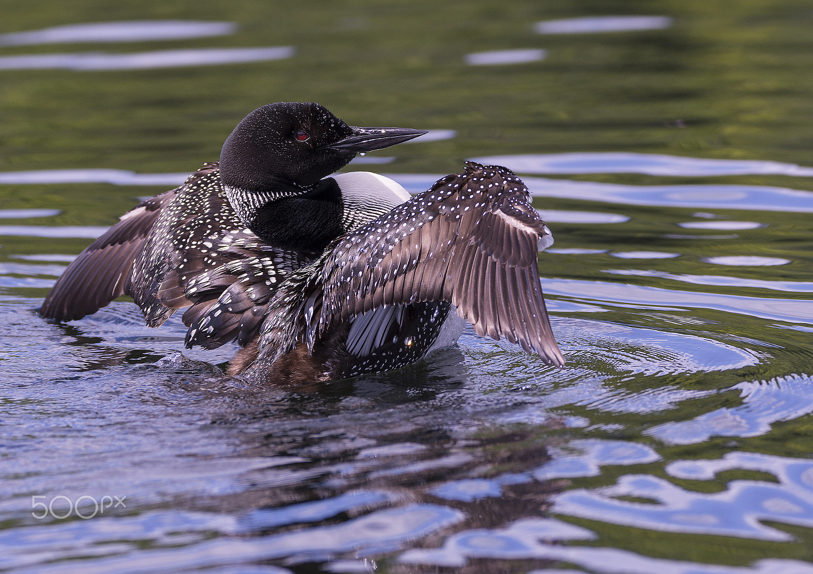 Sigma 150-600mm F5-6.3 DG OS HSM | C sample photo. Showing off photography