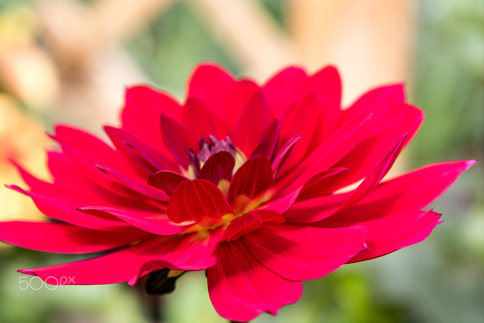 Canon EF 28-135mm F3.5-5.6 IS USM sample photo. Red dahlia, photography