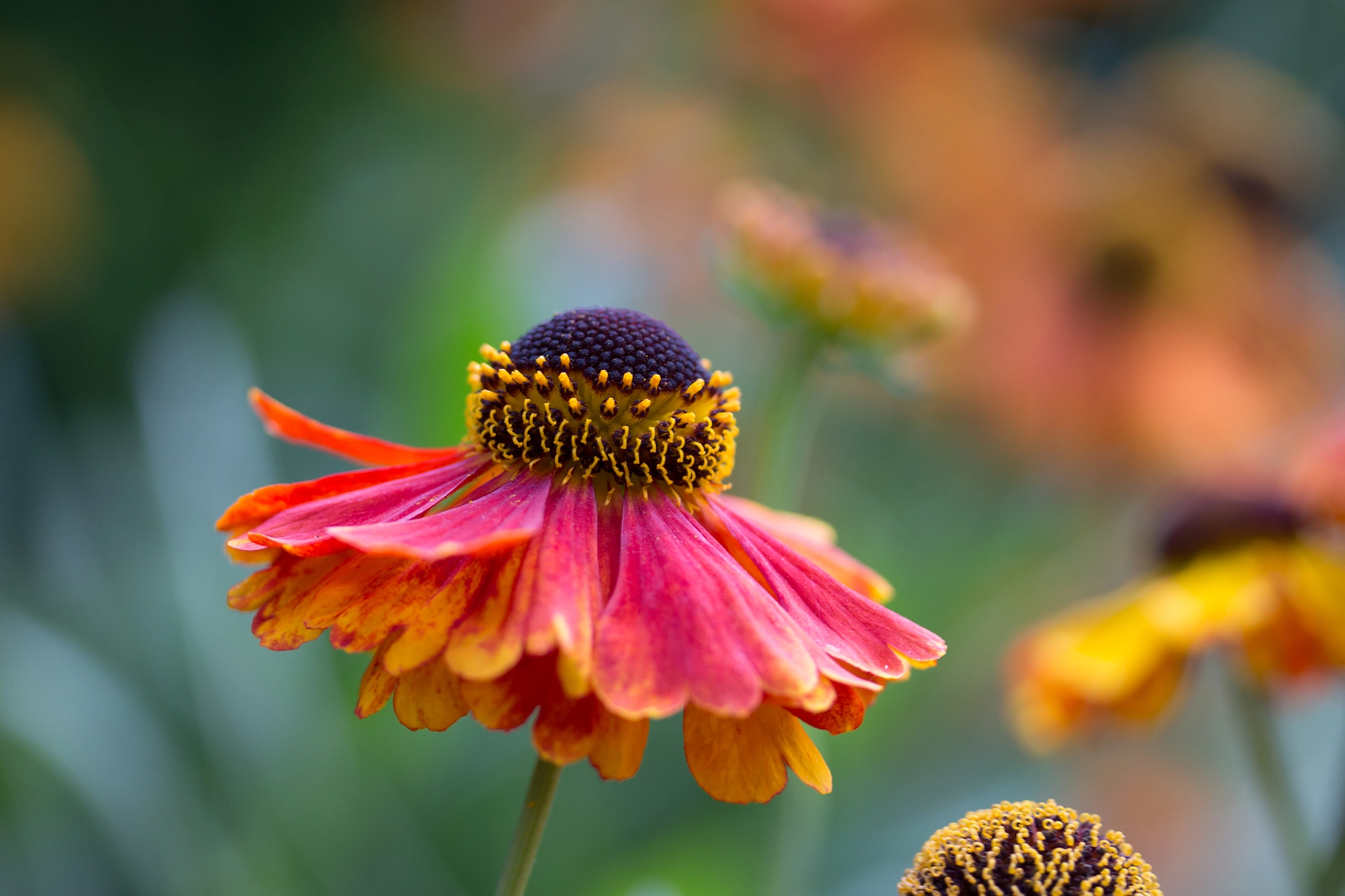 Canon EF-S 60mm F2.8 Macro USM sample photo. Single summer flower photography
