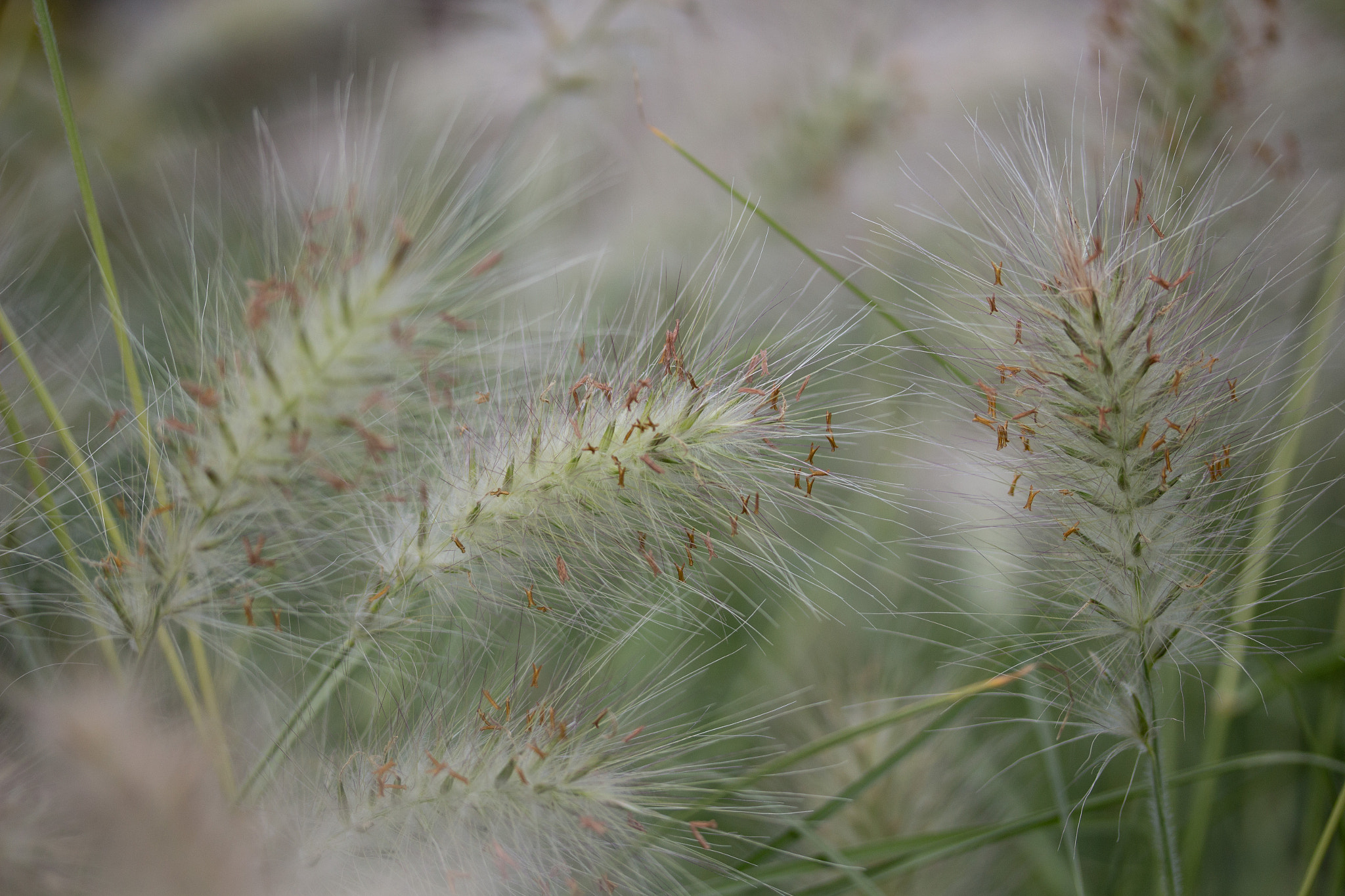Canon EF-S 60mm F2.8 Macro USM sample photo. Fluffy grasses photography