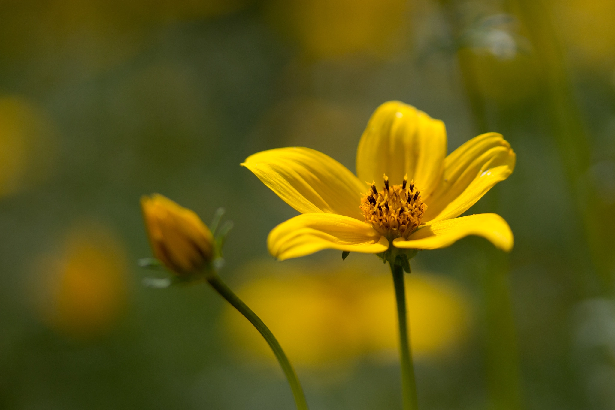 Canon EF-S 60mm F2.8 Macro USM sample photo. Yellow flower photography