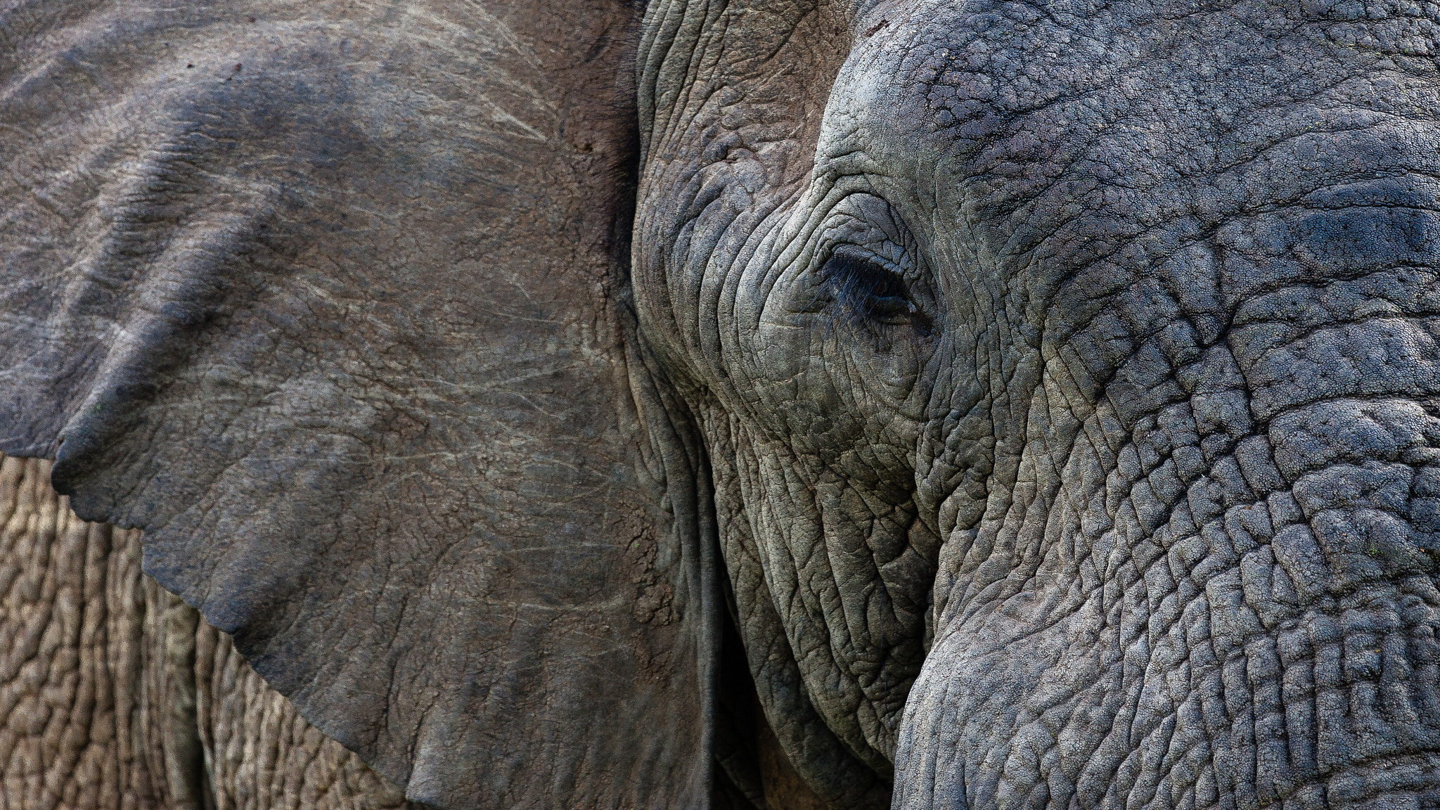 Canon EF 100-400mm F4.5-5.6L IS USM sample photo. Elephant close up photography