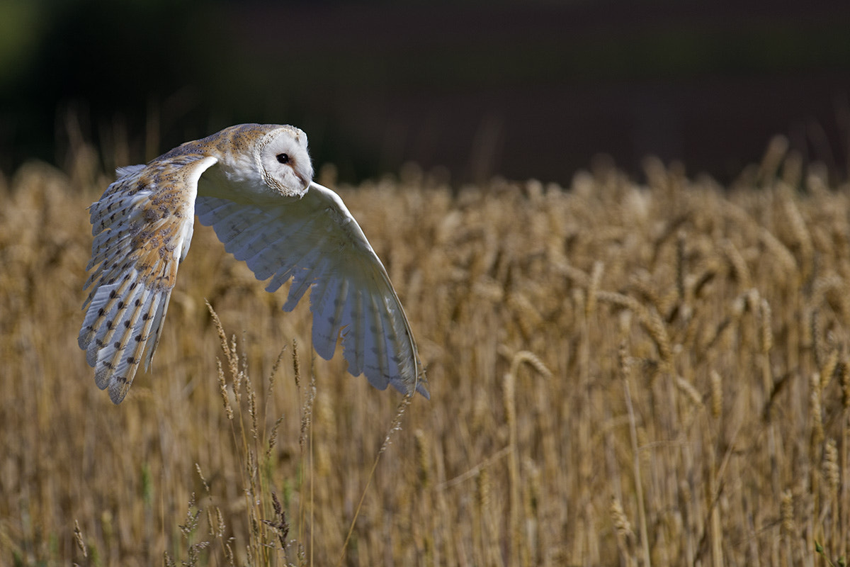 Canon EF 300mm F2.8L IS USM sample photo. Barn owl photography