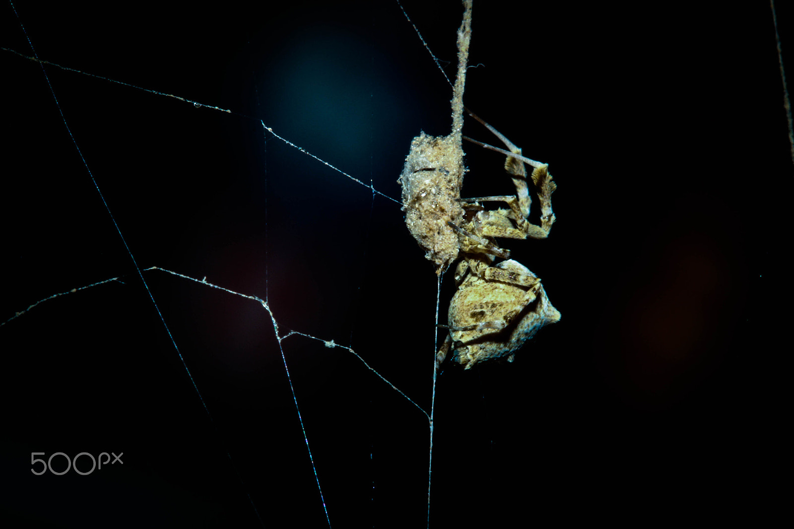 Canon EF-S 60mm F2.8 Macro USM sample photo. Spider in web photography
