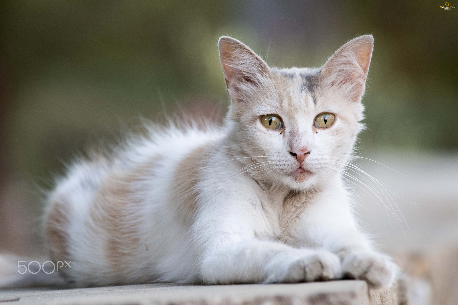 Canon EF 70-300mm F4-5.6 IS USM sample photo. Cat photography
