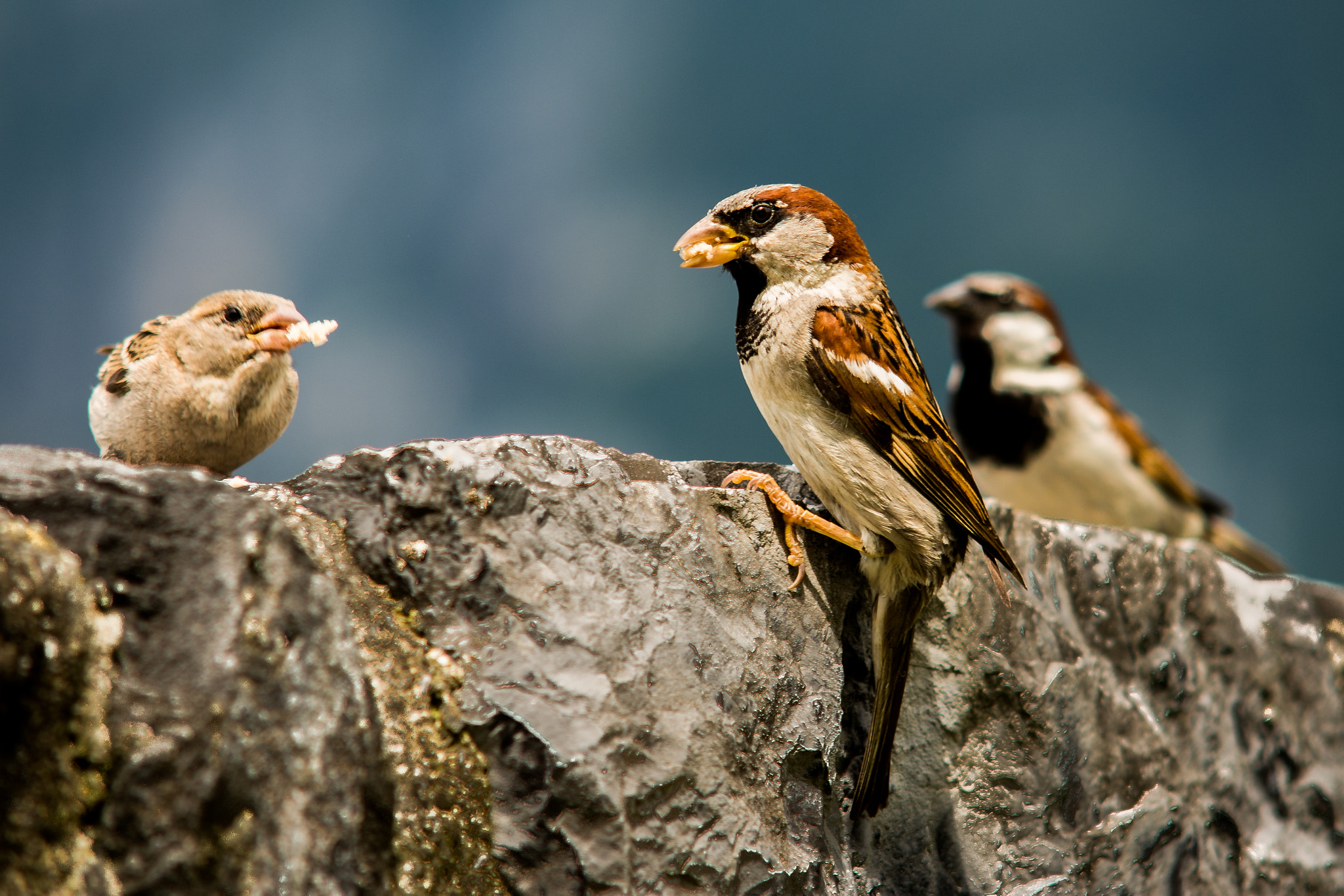 Sigma 50-150mm F2.8 EX APO DC HSM sample photo. Ordinary sparrow photography