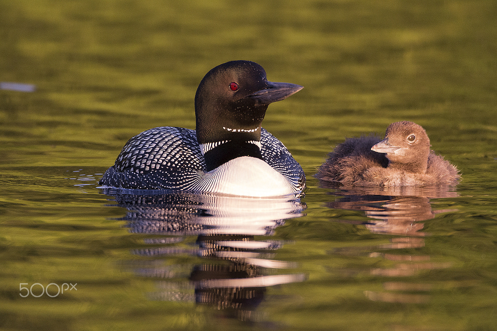 Nikon D5200 + Sigma 150-600mm F5-6.3 DG OS HSM | C sample photo. Mother and child photography