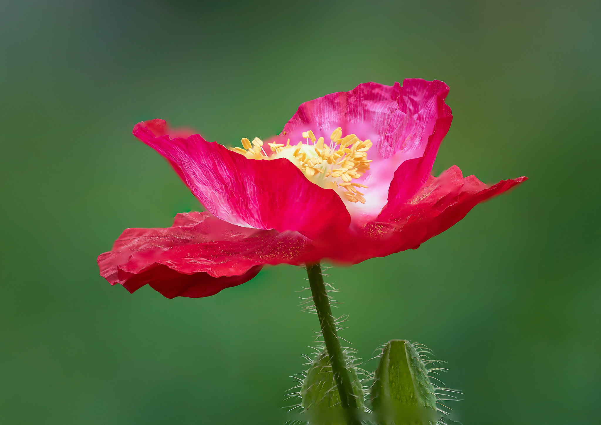 Nikon D810 + AF Micro-Nikkor 105mm f/2.8 sample photo. Red poppy in wildflower garden photography