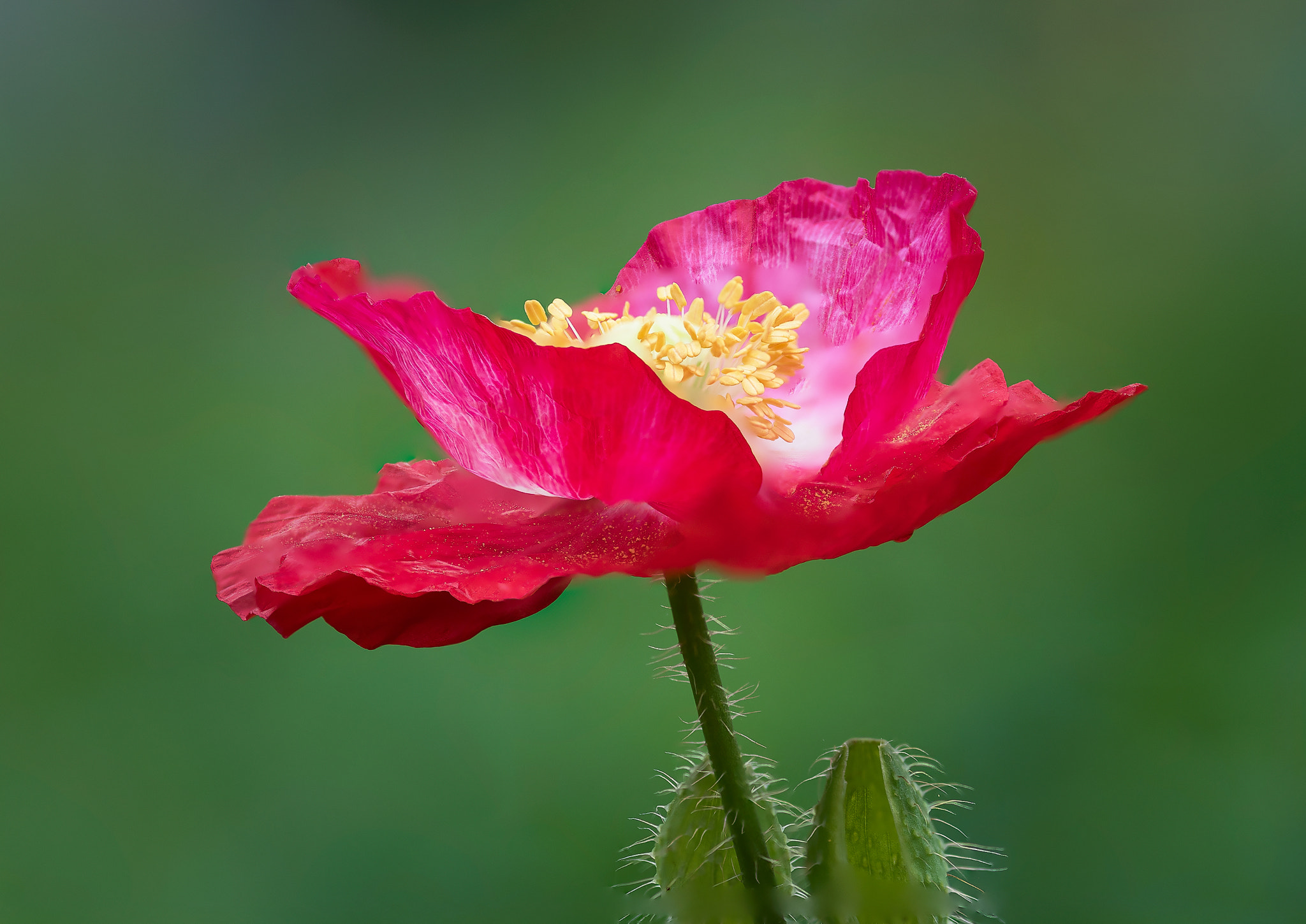 AF Micro-Nikkor 105mm f/2.8 sample photo. Red poppy in wildflower garden photography