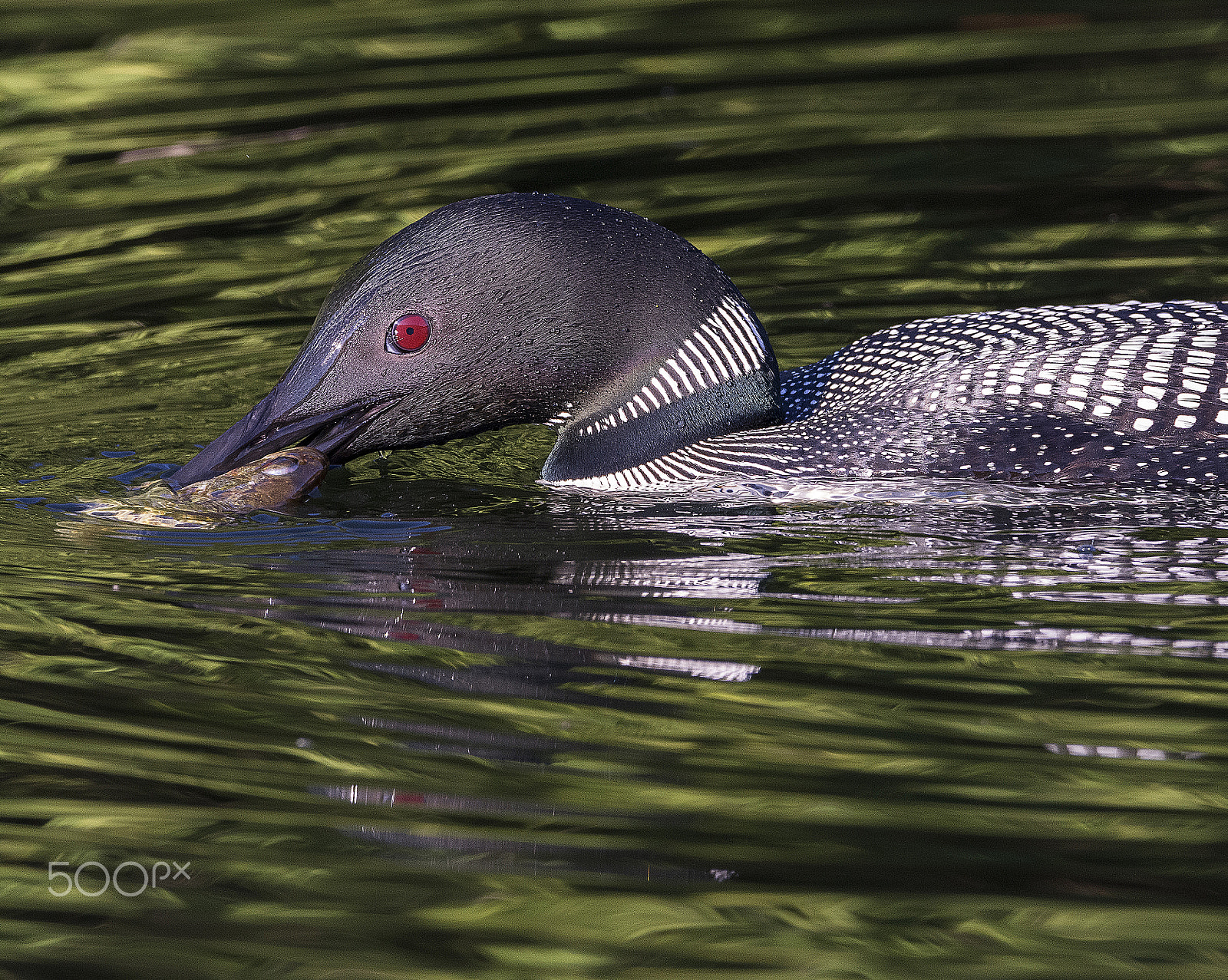 Sigma 150-600mm F5-6.3 DG OS HSM | C sample photo. Fish dinner photography