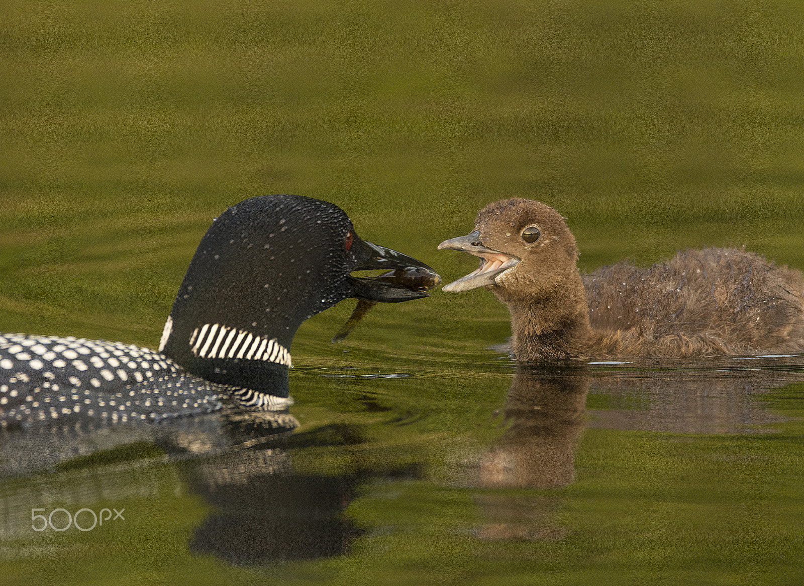 Sigma 150-600mm F5-6.3 DG OS HSM | C sample photo. Feeding time photography