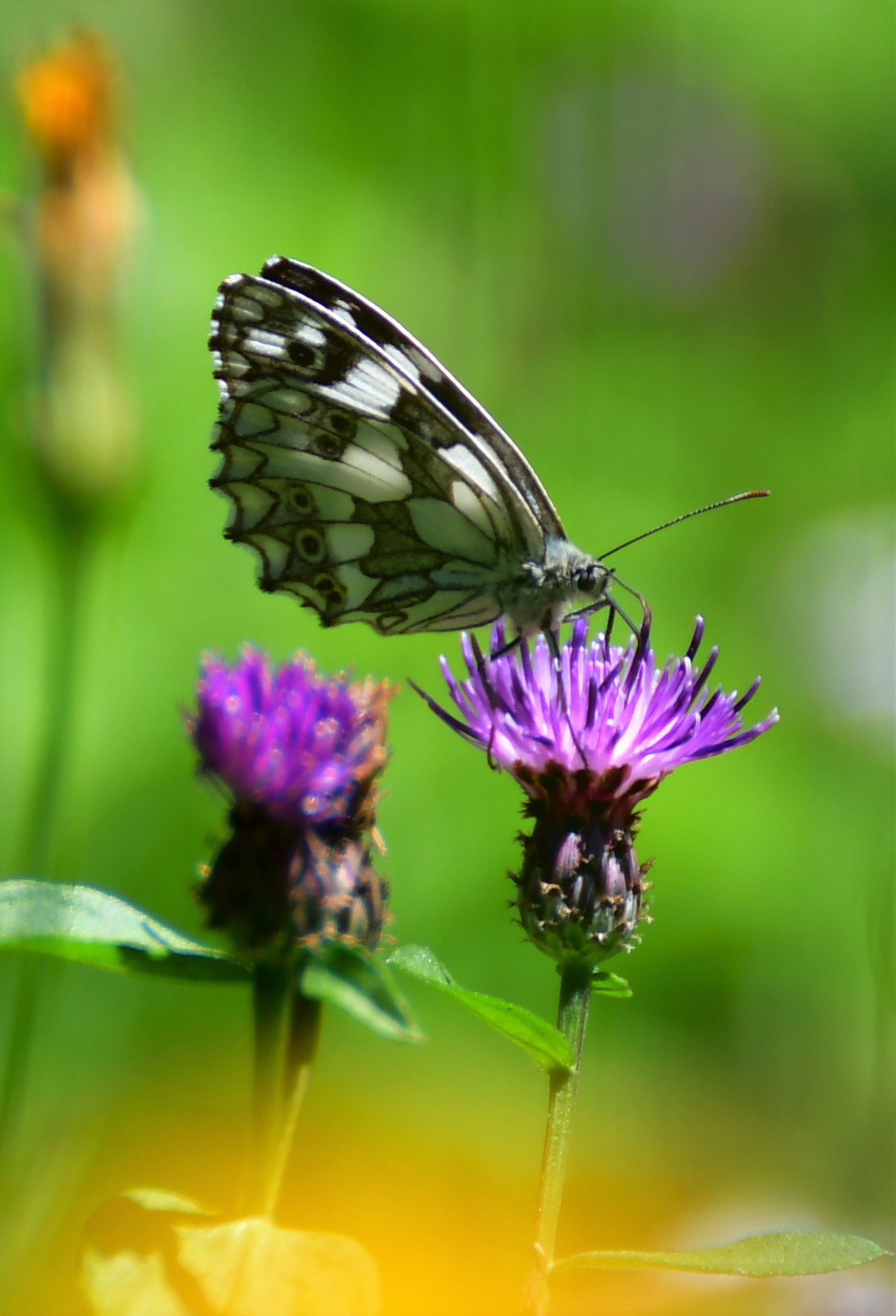 Nikon D500 sample photo. Papillon photography