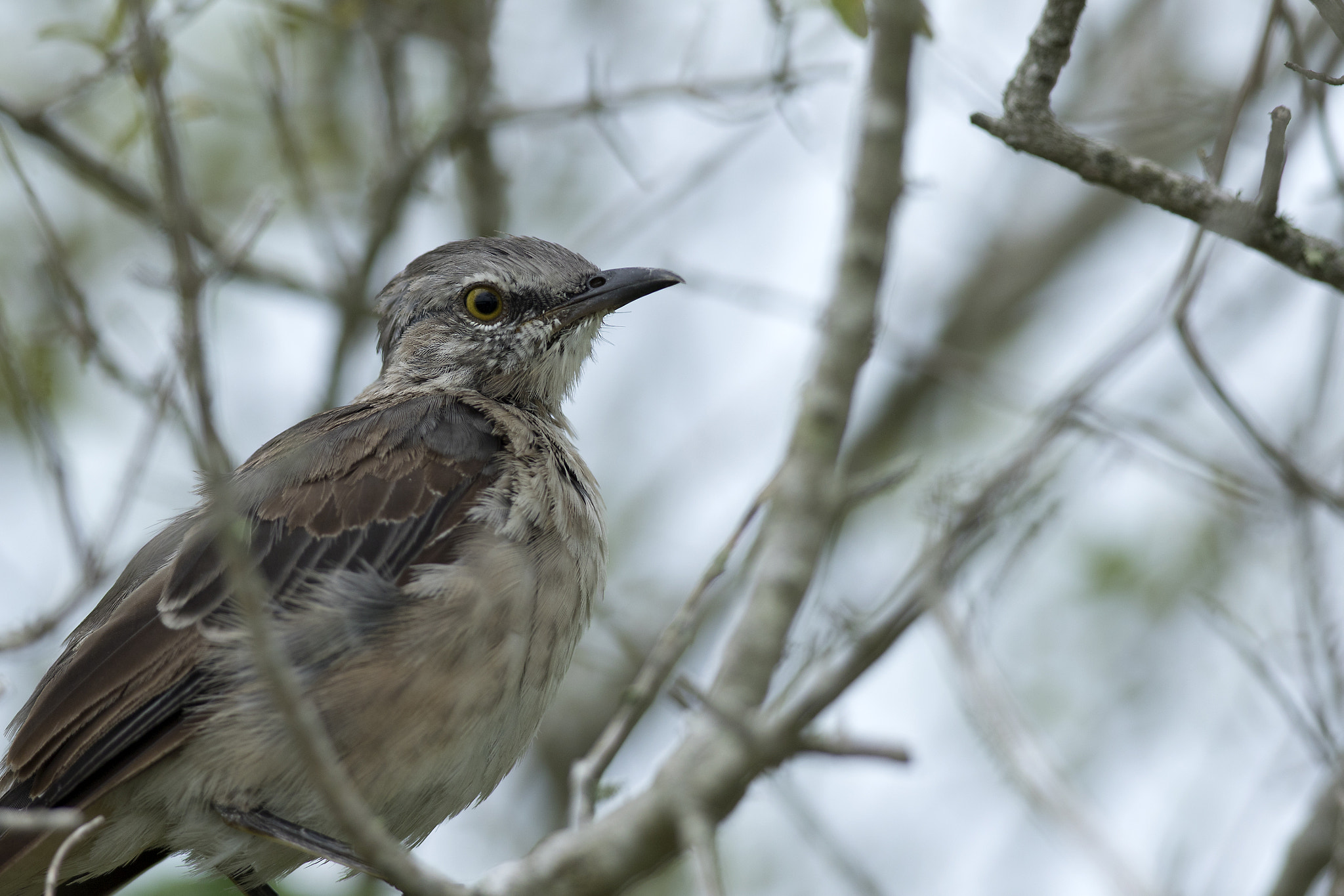 Canon EOS 7D Mark II + Canon EF 300mm F2.8L IS II USM sample photo. Mockingbird photography