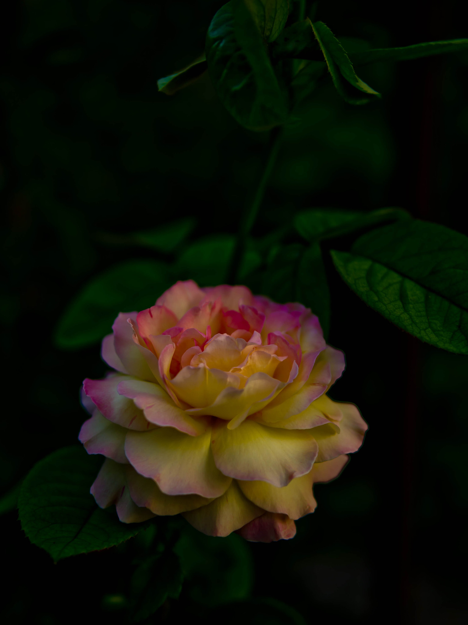 Olympus PEN E-PL1 + Panasonic Leica DG Summilux 25mm F1.4 II ASPH sample photo. Olympus digital camera photography