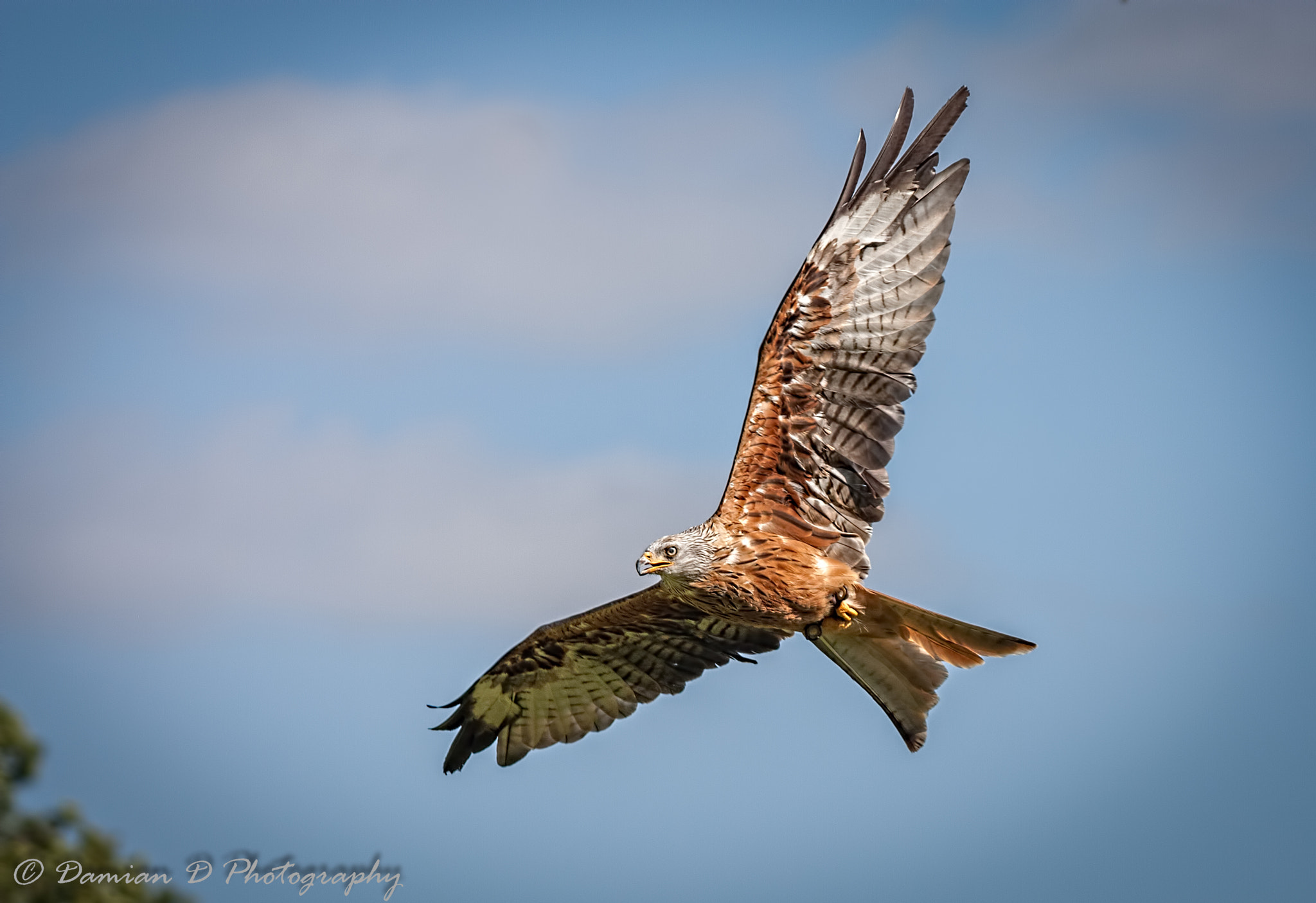 Sigma 50-500mm f/4-6.3 APO HSM EX sample photo. Red kite photography