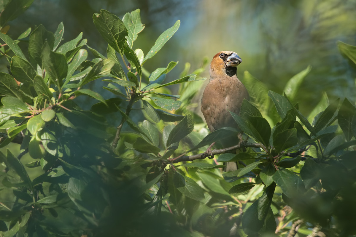 Canon EF 300mm F2.8L IS II USM sample photo. Brutal hawfinch photography