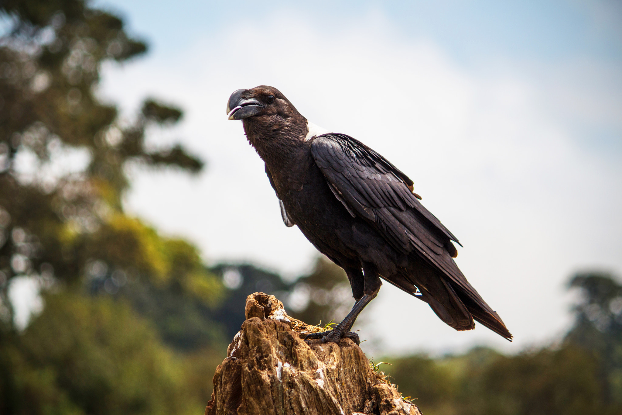 Canon EF-S 55-250mm F4-5.6 IS sample photo. Necked raven tanzania photography