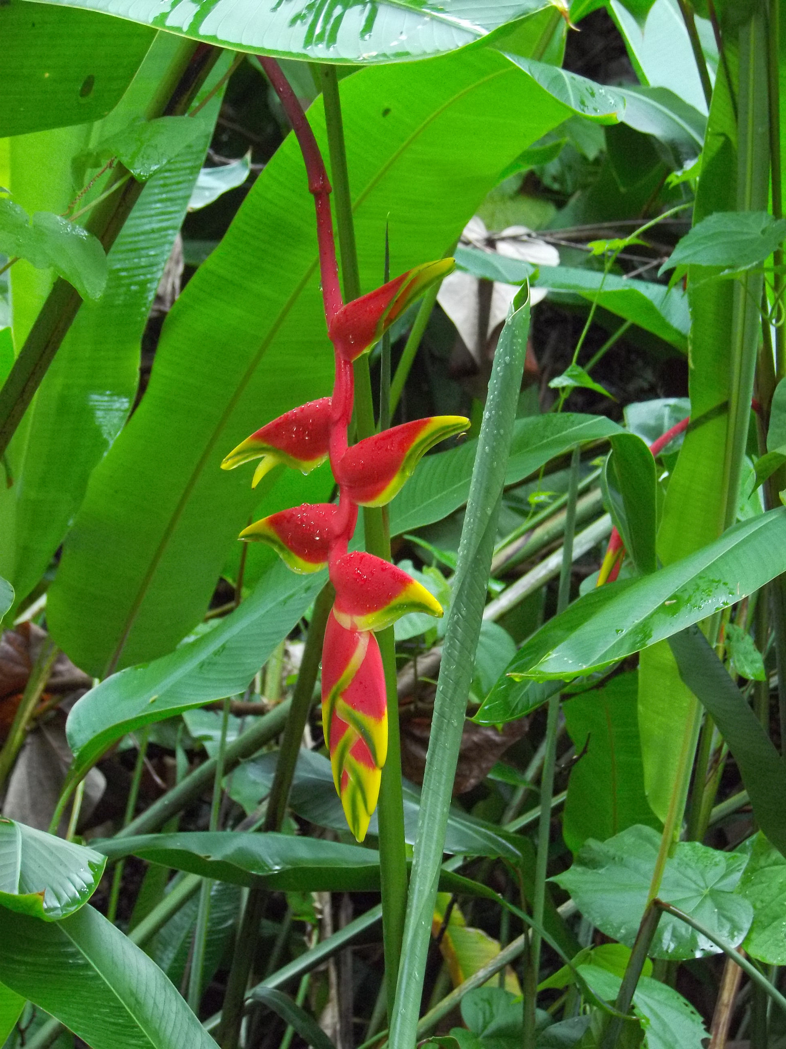 Pentax Optio VS20 sample photo. The world says hello photography