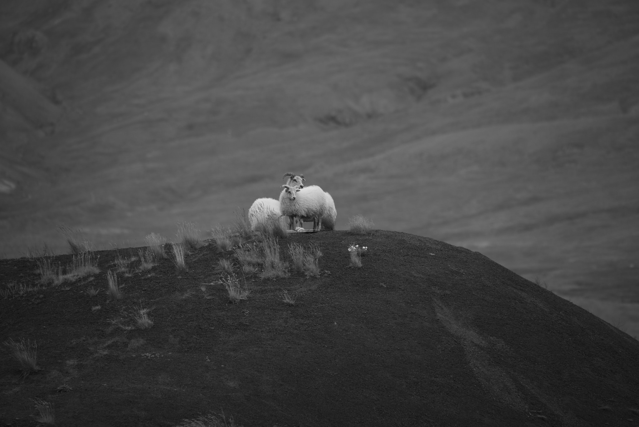 Sigma 50-500mm F4.5-6.3 DG OS HSM sample photo. Hvalfjörður 28 july 2016 035 photography