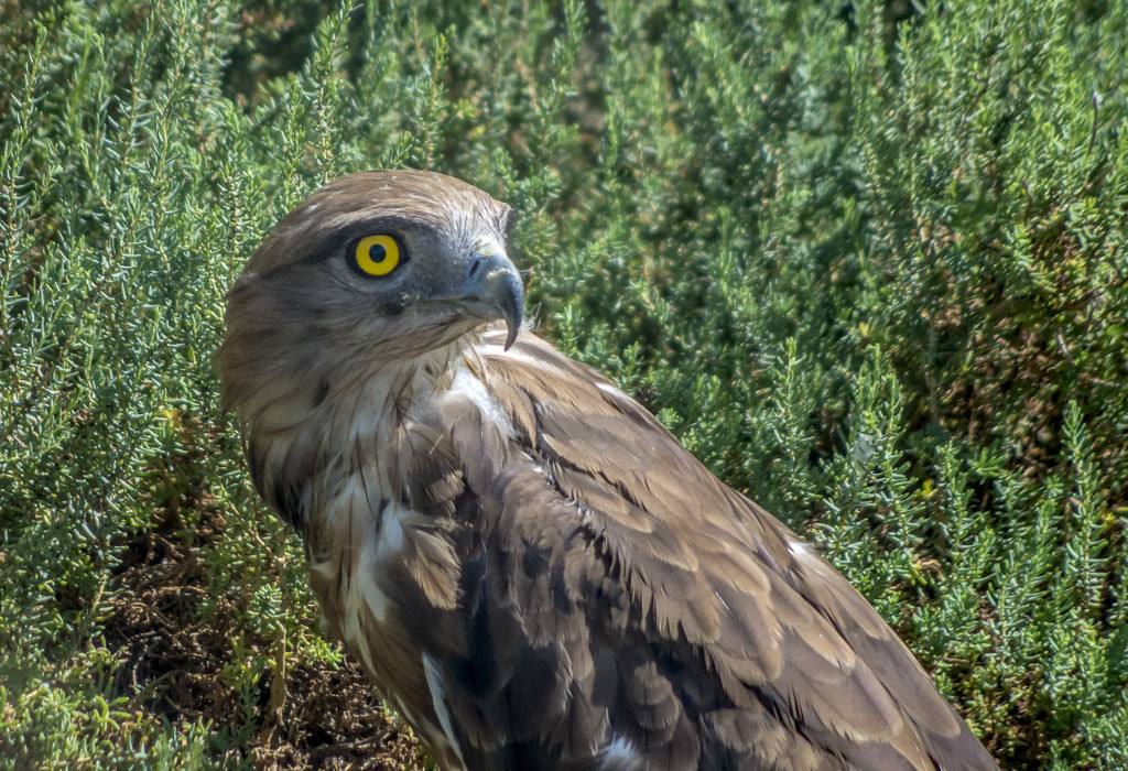 Pentax smc DA 55-300mm F4.0-5.8 ED sample photo. Rapace en captivité photography