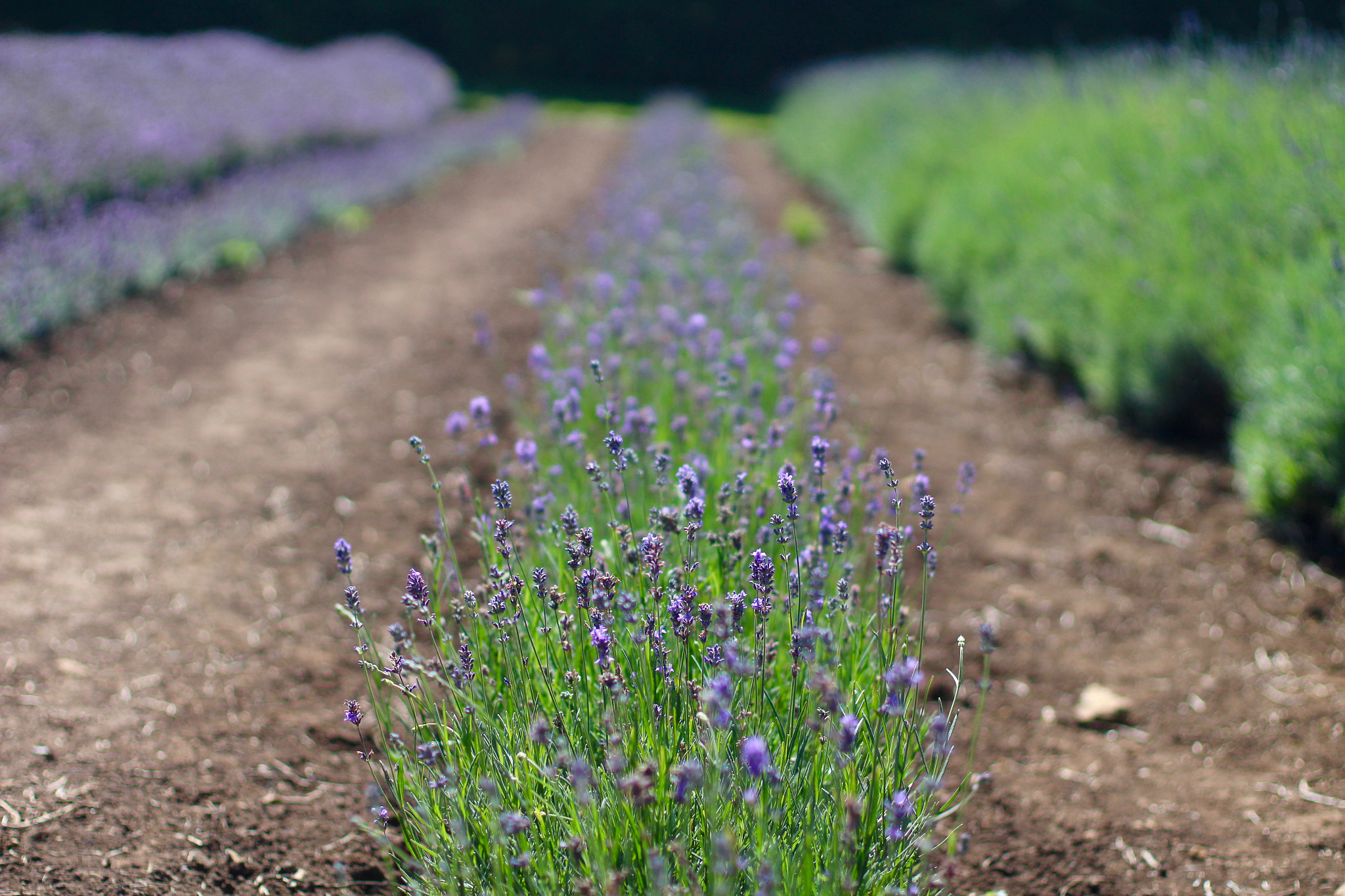 Canon EOS 100D (EOS Rebel SL1 / EOS Kiss X7) + Canon EF 50mm F1.4 USM sample photo. Cotswold lavender, snowshill photography