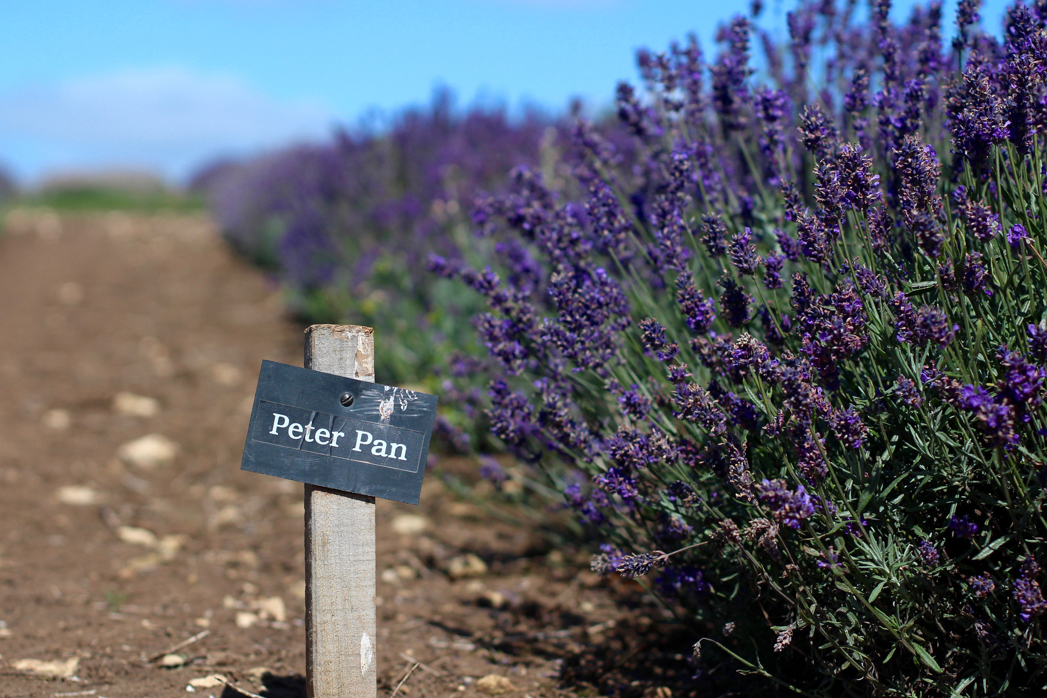 Canon EOS 100D (EOS Rebel SL1 / EOS Kiss X7) + Canon EF 50mm F1.4 USM sample photo. Cotswold lavender, snowshill photography