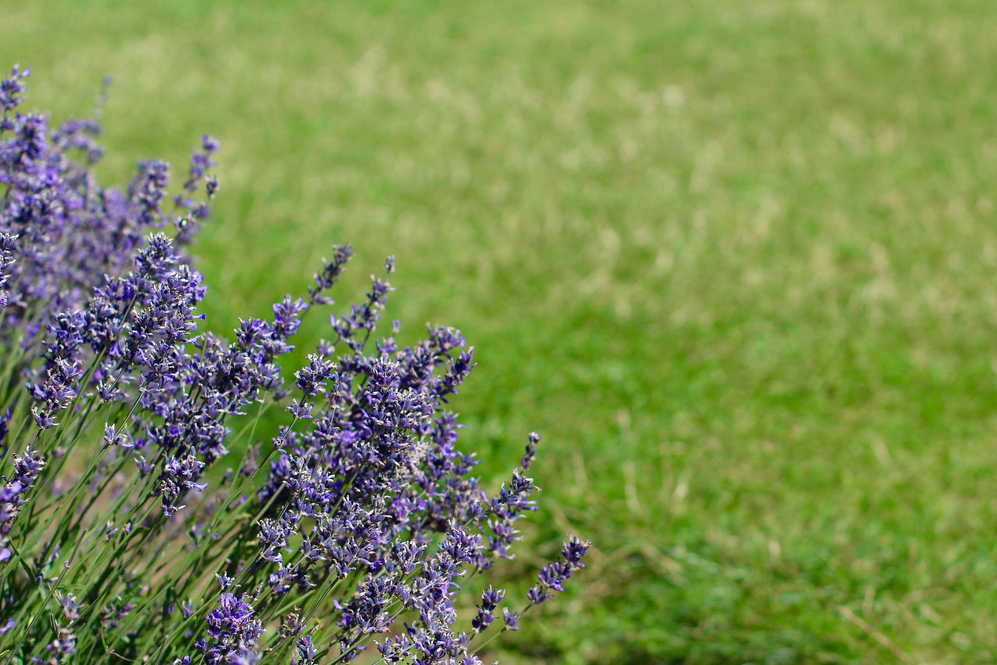 Canon EOS 100D (EOS Rebel SL1 / EOS Kiss X7) + Canon EF 50mm F1.4 USM sample photo. Cotswold lavender, snowshill photography