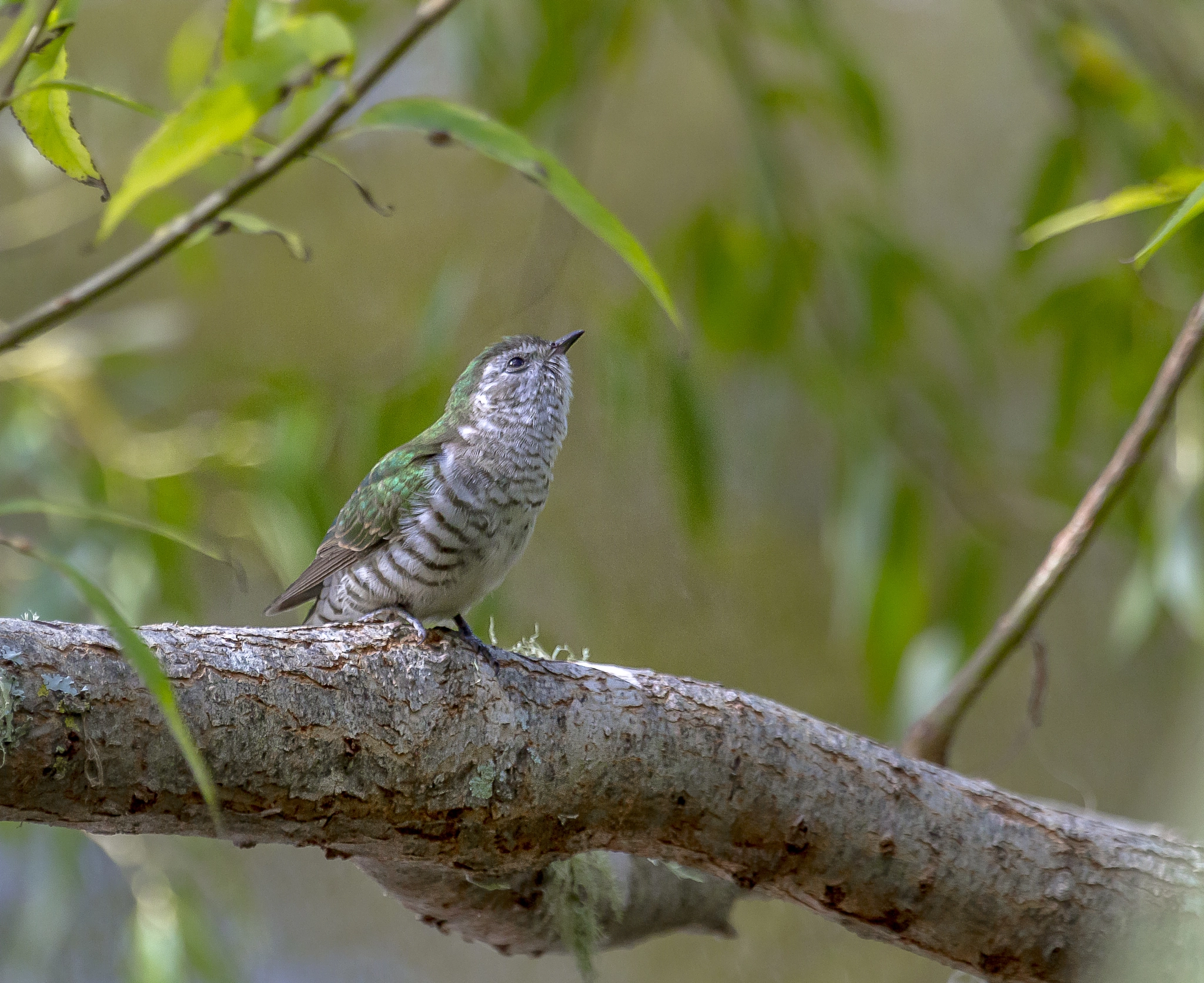 Canon EF 100-400mm F4.5-5.6L IS USM sample photo. Shining cuckoo photography