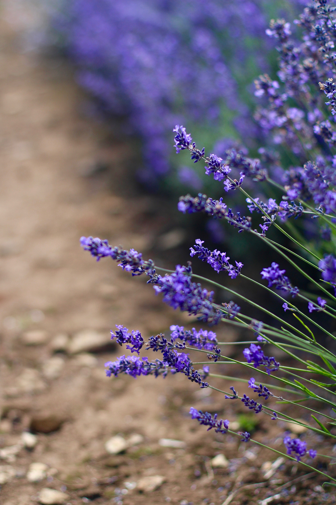 Canon EOS 100D (EOS Rebel SL1 / EOS Kiss X7) + Canon EF 50mm F1.4 USM sample photo. Cotswold lavender, snowshill photography