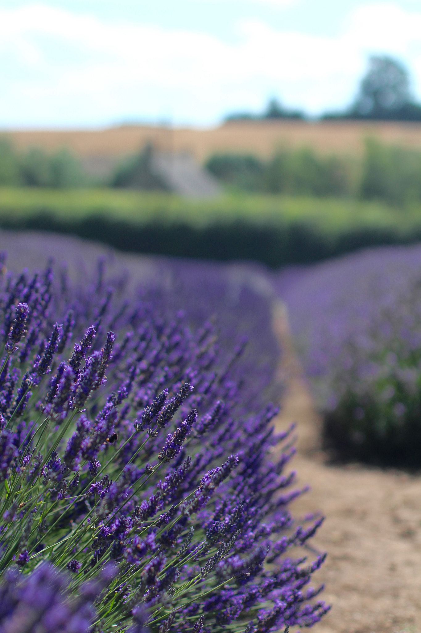 Canon EOS 100D (EOS Rebel SL1 / EOS Kiss X7) + Canon EF 50mm F1.4 USM sample photo. Cotswold lavender, snowshill photography