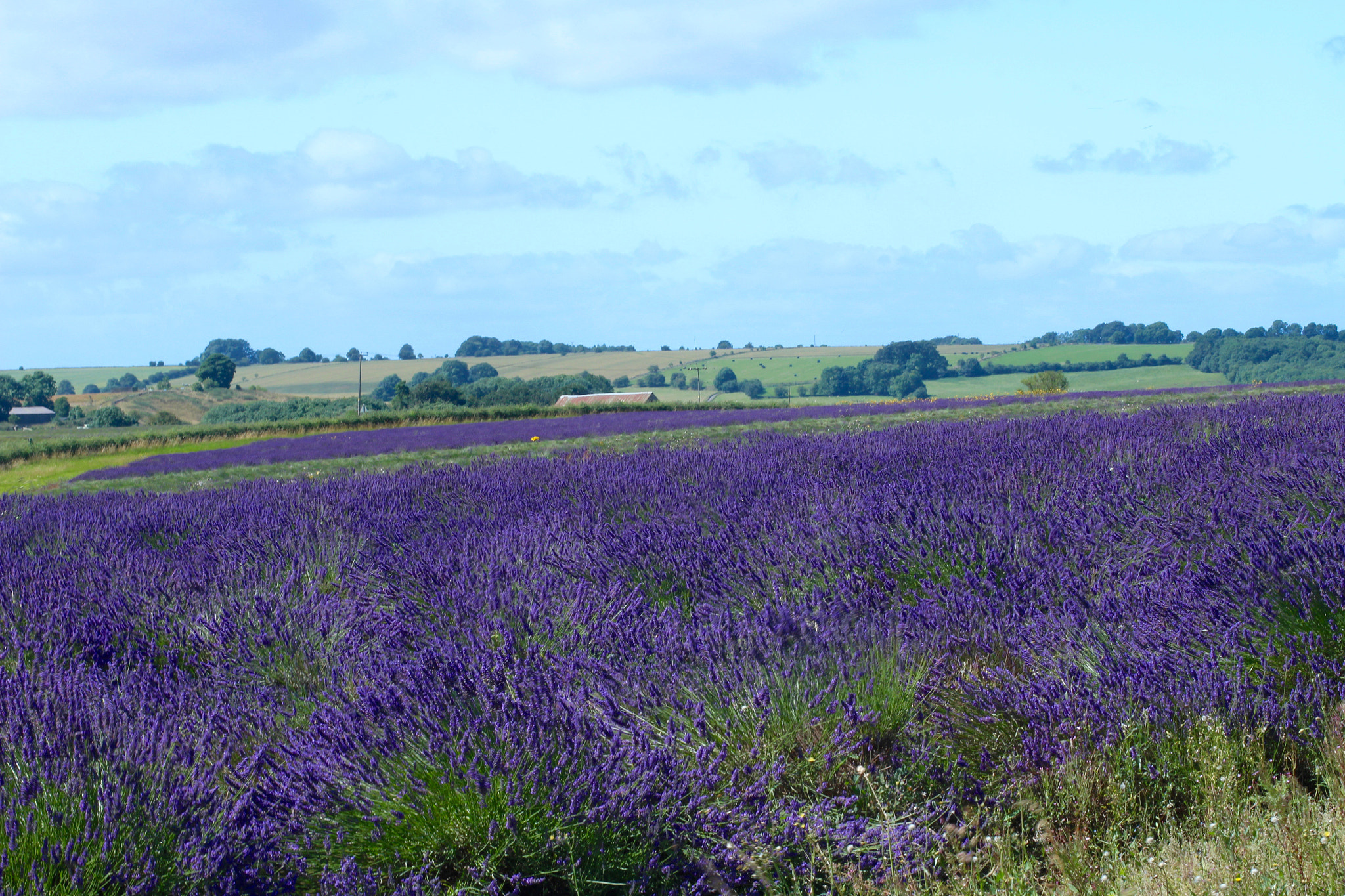 Canon EOS 100D (EOS Rebel SL1 / EOS Kiss X7) + Canon EF 50mm F1.4 USM sample photo. Cotswold lavender, snowshill photography