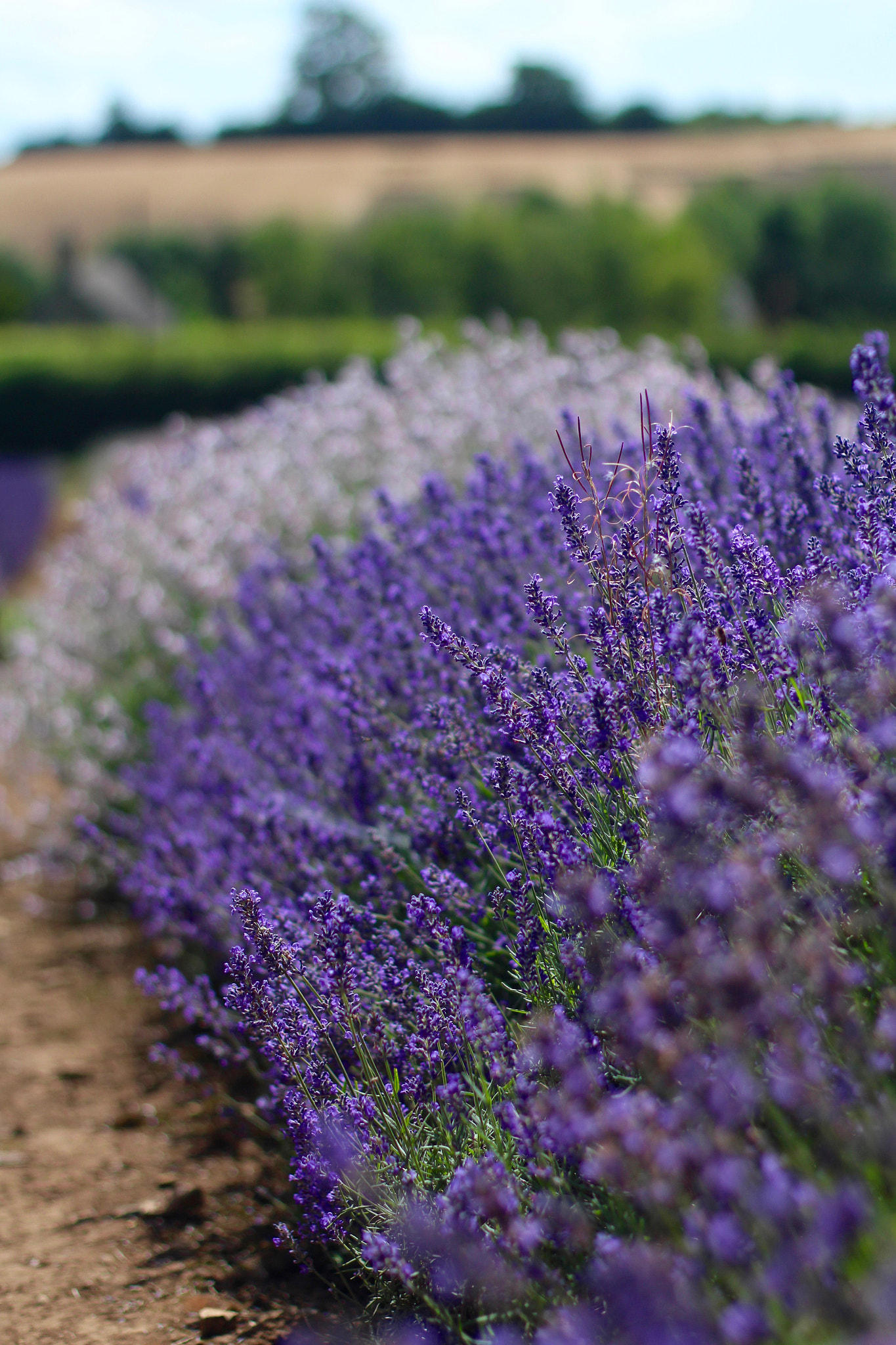 Canon EOS 100D (EOS Rebel SL1 / EOS Kiss X7) + Canon EF 50mm F1.4 USM sample photo. Cotswold lavender, snowshill photography