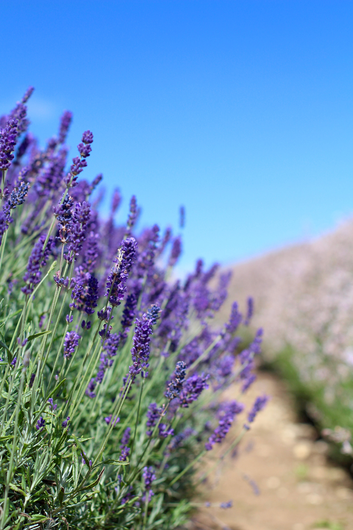Canon EOS 100D (EOS Rebel SL1 / EOS Kiss X7) + Canon EF 50mm F1.4 USM sample photo. Cotswold lavender, snowshill photography