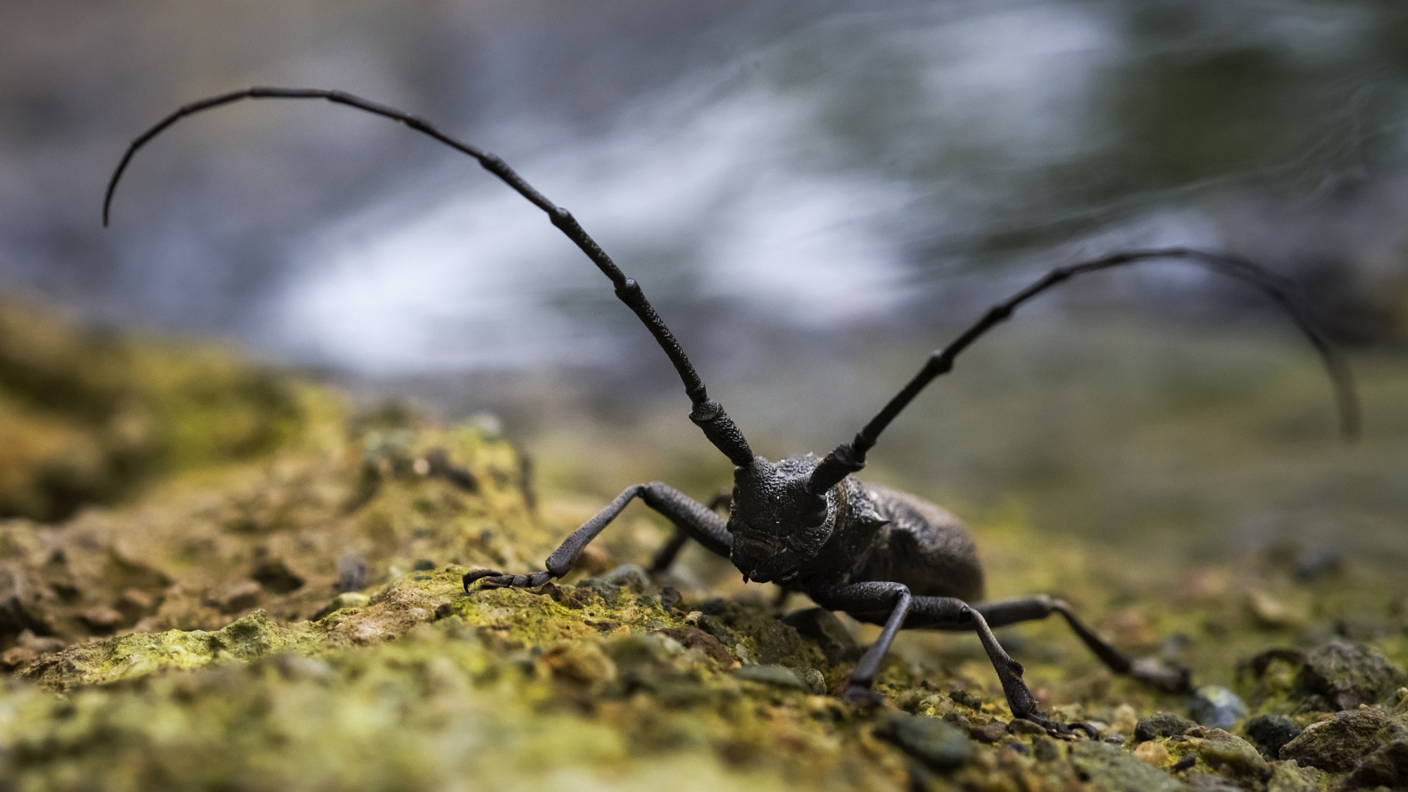 Nikon D7100 + AF Micro-Nikkor 60mm f/2.8 sample photo. Bug photography