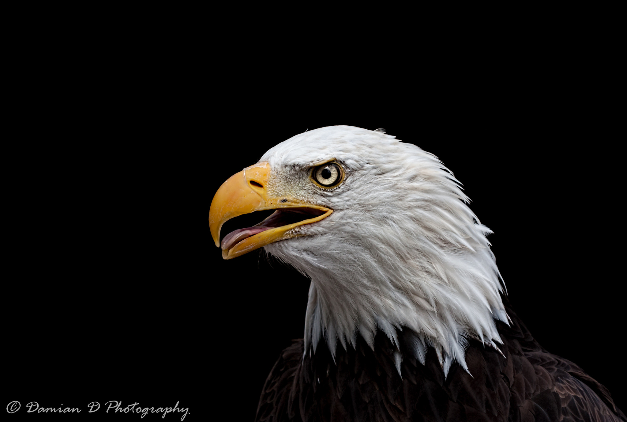 Sigma 50-500mm f/4-6.3 APO HSM EX sample photo. Bald eagle photography