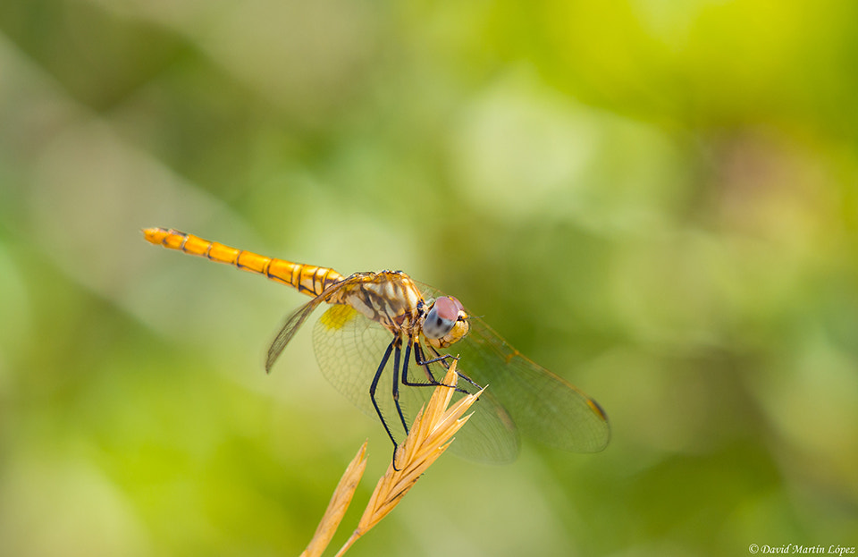 Olympus OM-D E-M5 + Olympus M.Zuiko Digital ED 40-150mm F2.8 Pro sample photo. Trithemis annulata photography