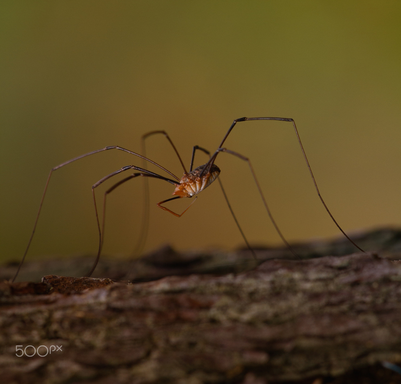 Sigma APO Macro 150mm f/2.8 EX DG HSM sample photo. Creepy crawly photography