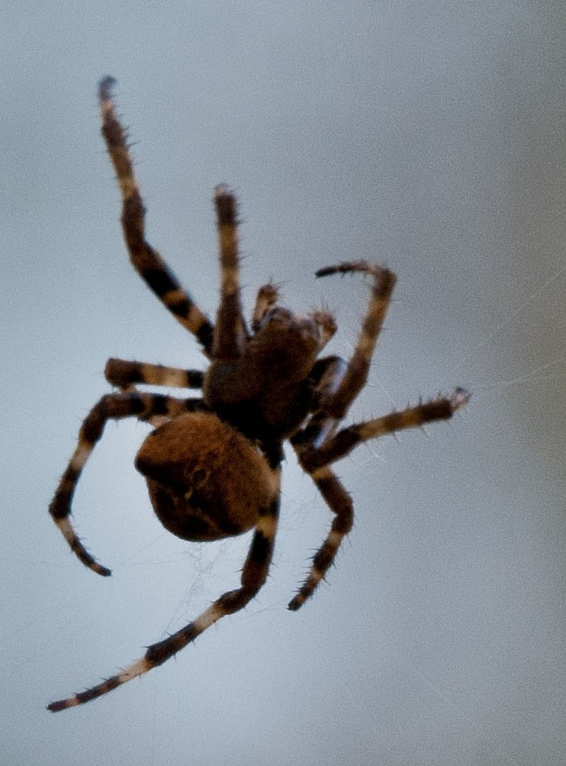 Sony Alpha DSLR-A300 + DT 18-270mm F3.5-6.3 SSM sample photo. Brrr... photography