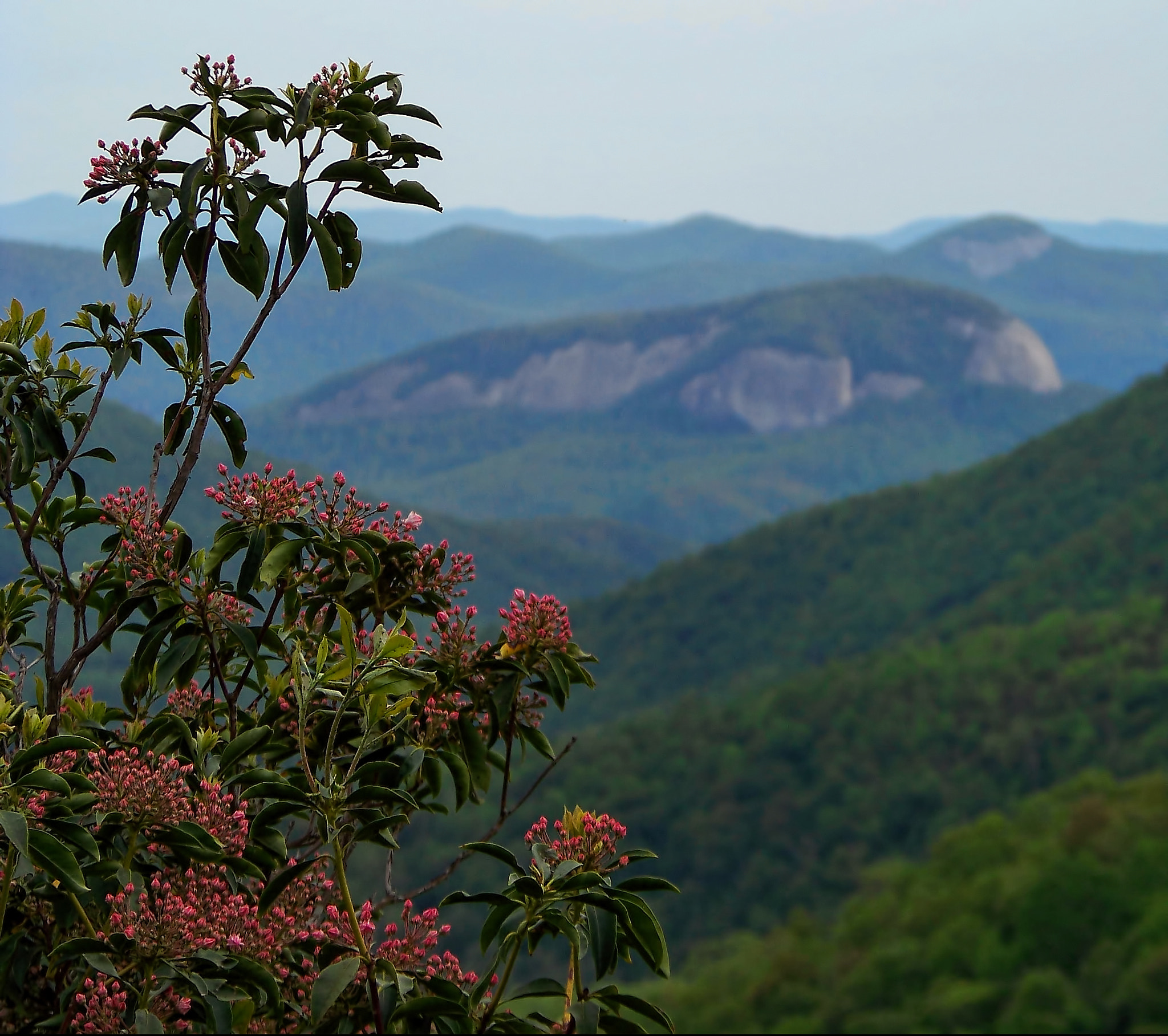 Kodak Z812 IS ZOOM DIGITAL CAMERA sample photo. Roses and bald rocks photography