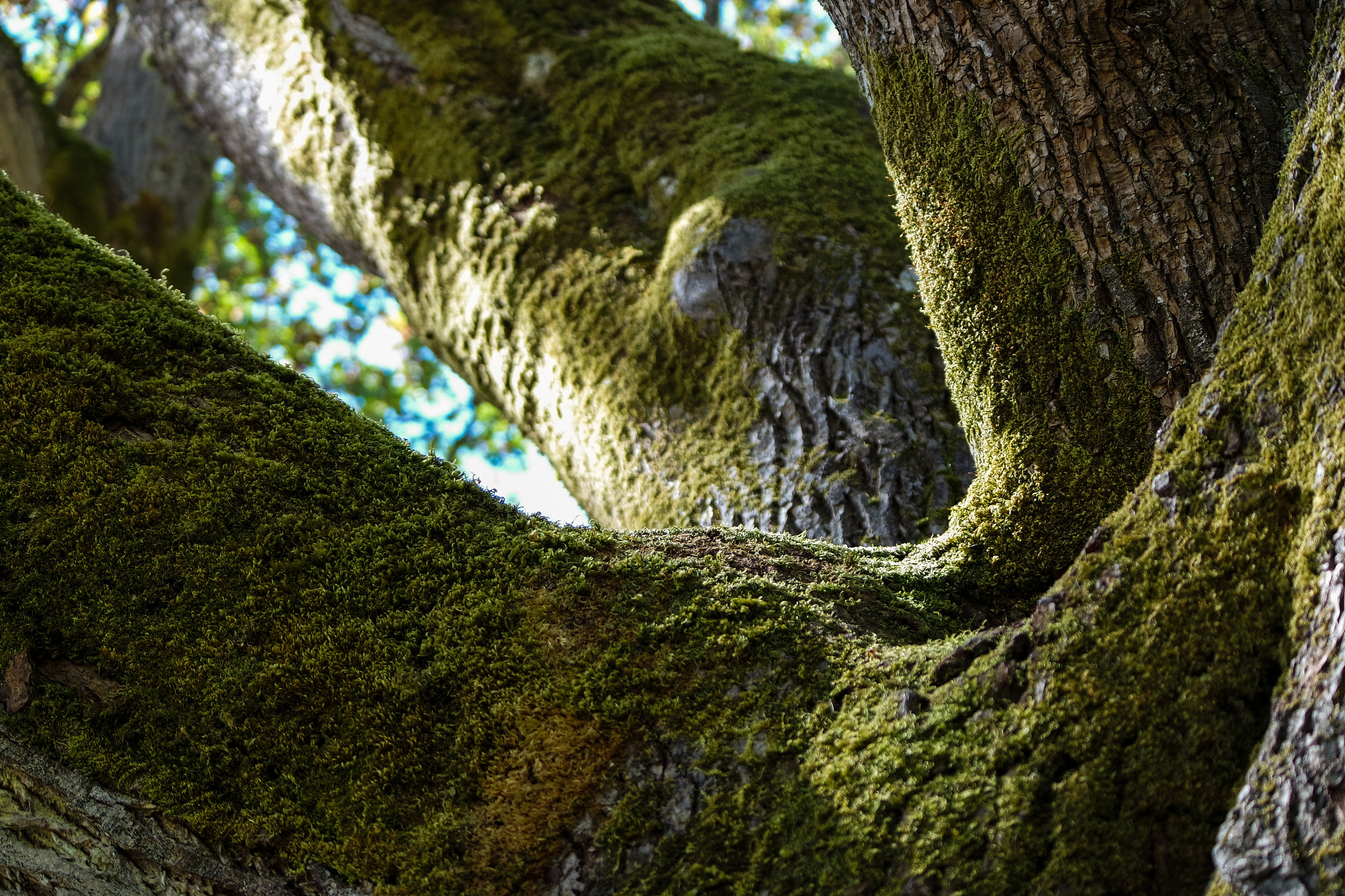 Samsung NX3300 + NX 50-200mm F4-5.6 sample photo. Old tree almost covered in moss photography