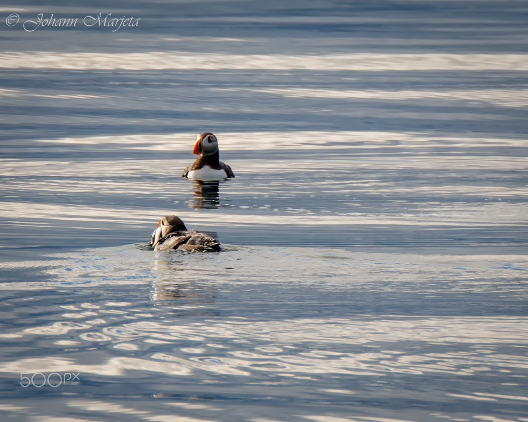 Tamron SP 70-200mm F2.8 Di VC USD sample photo. Puffin couple "gone fishin" photography