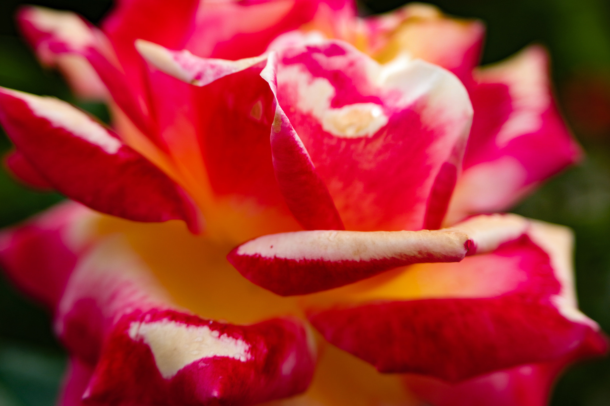 Samsung NX3300 + NX 50-200mm F4-5.6 sample photo. B&b rose garden photography