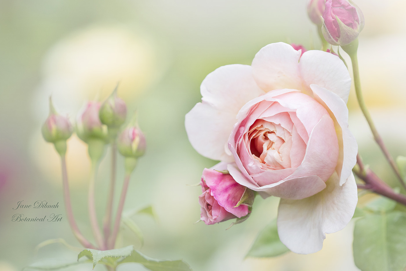 Canon EF 180mm F3.5L Macro USM sample photo. Roses photography