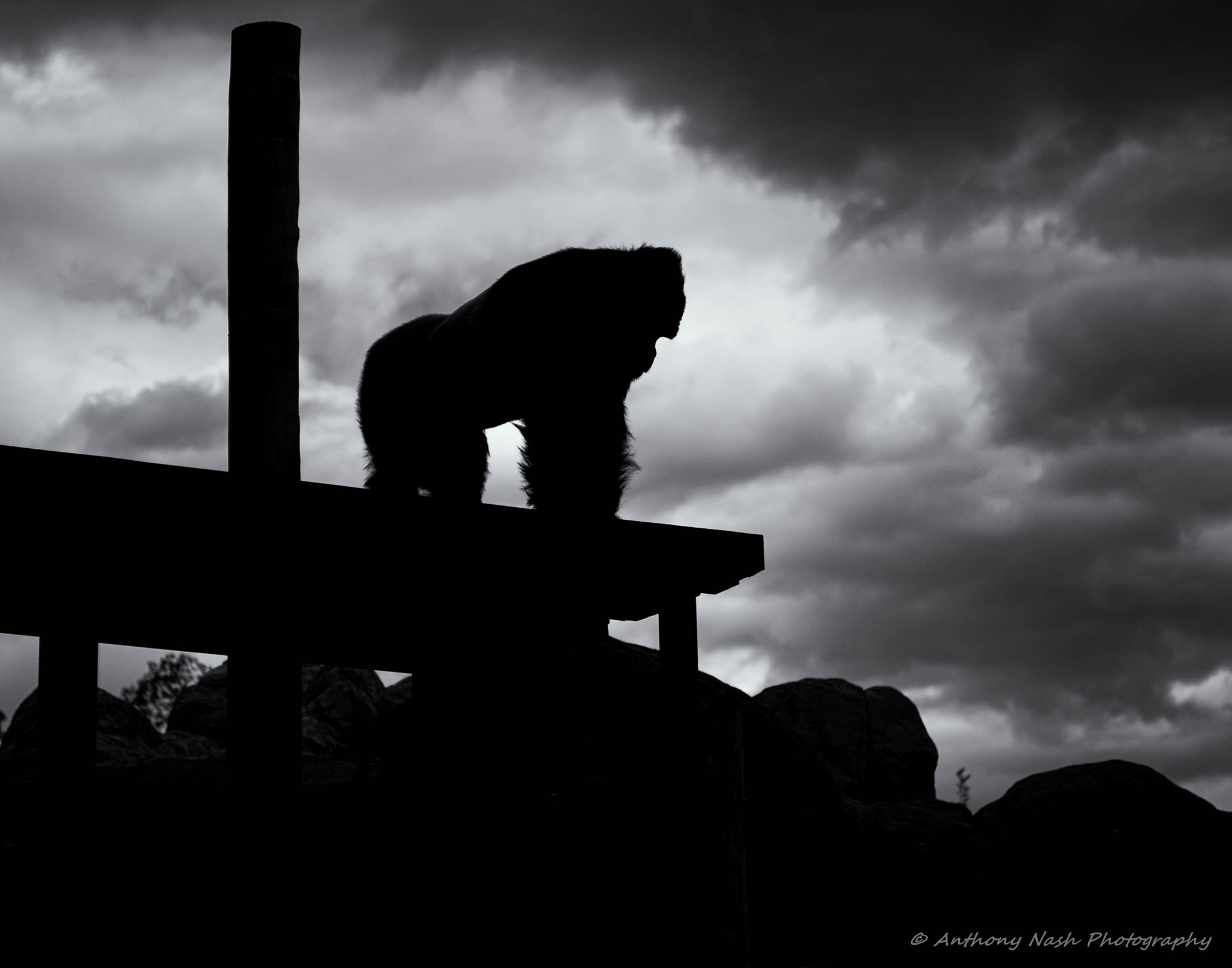 AF Zoom-Nikkor 35-70mm f/2.8D sample photo. Gorilla in the clouds photography