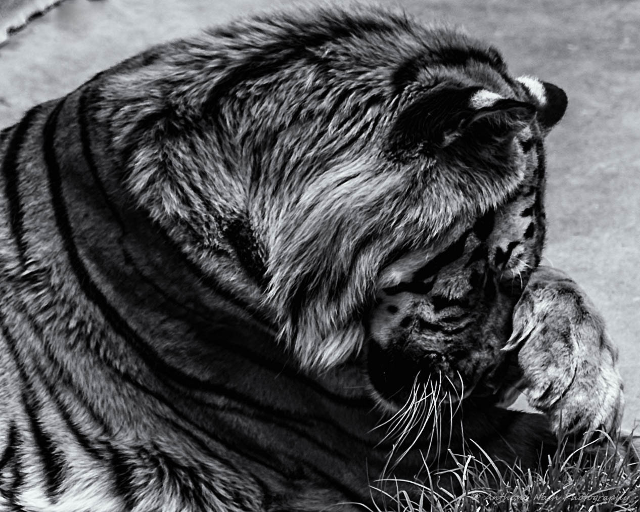 Nikon D3 sample photo. A tigers prayer photography